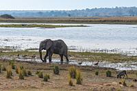 Im Fluß  Ein Paradebeispiel selektiver Blindheit! Abgelenkt durch das traute Stelldichein so unterschiedlicher Wasserfreunde wie Elefant, Warzenschwein und Wasservögeln, entgeht uns völlig, dass auf der Insel im Flußarm ganze Herden von Flußpferden dösen.