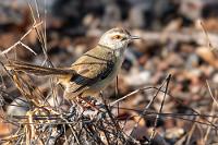 Im Tarnkleid  Die "gelb-flankige Grasmücke", meist mit hochgerecktem, langen Schwanz, ist weit verbreitet im südlichen Afrika, ernährt sich von Insekten und kleinen Wirbellosen des Gras- und Strauchlandes, in dem die Prinie meist in kleinen Schwärmen unterwegs ist.  Ich will gerade wieder den Bungalow betreten, da fällt mir im Holzpelletspreu rund um das Häuschen ein glitzerndes Objekt auf, welches sich beim Aufheben als Schlüsselbund entpuppt. Wer da wohl seinen Schlüssel verloren hat?    Tawny-flanked Prinia  (Prinia subflava)  Rahmbrustprinie