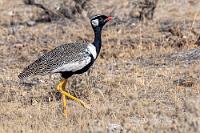 Immer der Gruppe nach!  Während ich noch einen Parkplatz suche, entdeckt Maren eine Gruppe Businsassen, die einem bestimmten Gebäude zustrebt. Sie schließt sich den Leuten an und nach nur einer halben Stunde ist sie wieder am Auto, nachdem sie wider Erwarten sogar ein Permit für die nächsten zwei Tage gleich mit bezahlen konnte. Das braucht man dann bei der Ein- und Ausfahrt aus dem Park nur noch kurz aus dem Fenster zu schwenken.    White-quilled Bustard or Northern Black Korhaan  (Eupodotis afraoides, Syn.: Afrotis afraoides)  male Weißflügeltrappe