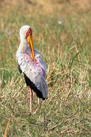 In rosa Strumpf und Unterrock  Obwohl mit ca. 1 m Höhe etwa storchgroß, nahm dieser Nimmersatt auf meinem RAW aufgrund der großen Entfernung leider nur einen sehr kleinen Teil ein. Deshalb gibt's also nur ein grenzwertiges Dokufoto.   Immerhin läßt sich deutlich die zartrosa Färbung des ansonsten reinweißen Rückengefieders erkennen, die – ebenso wie die rosa getönten Beine – auf aktuelle Brutaktivitäten hinweist.    Yellow-billed Stork  (Mycteria ibis)  breeding Nimmersatt