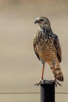 Junger Wilder  Es paßt gut, dass heute nur ca. 130 km vor uns liegen, denn wegen der langen Strecke zur Küste hatten wir diese bereits in zwei Etappen aufgeteilt. Als wir am frühen Nachmittag unser Tagesziel erreichen, werden wir am Tor von diesem hübschen Jungvogel begrüßt.    Pale Chanting Goshawk  (Melierax canorus ssp. argentior)  juv. Silbersinghabicht