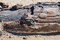 Kein Holz, ein Stein!  Durch die unter Luftabschluß in einem sehr langsamen Prozeß über Jahrmillionen in die Zellen eindringende Kieselsäure wurde die organische Substanz komplett ersetzt und in kristalline Quarzstrukturen umgewandelt, welche in bisher unerreichter Genauigkeit die ursprünglichen Strukturen konserviert hat. Inklusive der Höhlungen und Gänge, die urtümliche Käfer oder andere Insekten in die Rinde gegraben haben.