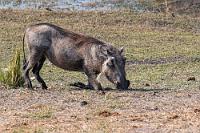 Kniefall  Das Gemeine Warzenschwein ist die einzige Schweineart, die sich an Gras- und Weideland angepaßt hat. Als Allesfresser verzehren sie zwar neben Wurzeln, Beeren und Früchten auch Insekten, Pilze, Eier und Aas, grasen aber auch gerne auf saftigen Grünflächen. Bequemlichkeitshalber beugen sie dazu ihre Pfoten nach hinten und bewegen sich dabei, auf den Handgelenken rutschend, hin und her. Die Hornhautpolster, die die Gelenke dabei schützen, bilden sich bereits während der Embryonalentwicklung.    Southern Warthog  (Phacochoerus africanus ssp. sundevallii)  female Warzenschwein