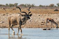Kudu-Kneipp-Kur  Obwohl es laut Erzählungen 80 % aller Mietwagenfahrer treffen soll und ein Reiseteam aus unserer letzten Lodge nach den Abendessenerzählungen bereits dreimal heimgesucht wurde, schiebt man selber den Gedanken daran weg, bis es einen dann doch erwischt.  Es gibt für diese Fälle klare Anweisungen des Vermieters. Pannen müssen umgehend telefonisch gemeldet werden und nur, wenn der Austausch des defekten Reifens gegen einen neuen Ersatzreifen von der Zentrale genehmigt wurde, bleibt die ganze Aktion für den Kunden kostenfrei.    Greater Kudu  (Tragelaphus strepsiceros [zambesiensis])  male Sambesi-Großkudu