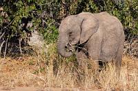 Leisetreter  Wir sind nicht mehr allein in dem Flußtal. Neben einer vielköpfigen Herde der friedlich mampfend daherschlendernden Wüstenelefanten, tauchen bald auch weitere Jeeps der umliegenden Camps und Lodges auf, zusammengeführt durch die intensive Smartphone-Kommunikation der Guides.  Die Tiere sind das offensichtlich gewohnt, denn sie ziehen unbeeindruckt nur wenige Meter an den parkenden Fahrzeugen vorbei – dabei trotz ihrer stämmigen Beine so leise, dass man nicht einmal das Geräusch brechender Halme vernimmt.    Desert Elephant  (Loxodonta africana)  Wüstenelefant