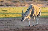 "Locke"  Noch während wir ein wenig das Brachgelände hinter den Bungalows erkundeten, näherte sich vorsichtig – und unser Weitergehen abwartend – dieser einsame Elenbock. Leider blieb es auf unserer Reise bei dieser einzigen Begegnung. Diesen Einzelgänger – von Maren wegen seiner blonden Haarpracht sogleich "Locke" getauft – hatte es ohnehin ziemlich weit nach Westen verschlagen, denn die Herdentiere kommen in Namibia normalerweise nur in den östlichen Landesteilen vor.    Common Eland  (Tragelaphus oryx ssp. oryx)  male Elenantilope, Eland