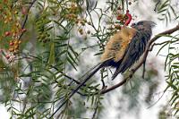 Mausgrau und flauschig  Neben Bergstaren und Kapspatzen tobt eine große Gruppe von Mausvögeln durch das dichte Geäst. Nahe unserer Unterkunft nach der Ankunft in Windhuk hatten wir sie schon einmal, aber leider nur weit weg gesehen. Hier hingegen sind sie nur wenige Meter entfernt, allerdings kaum einmal frei von Ästen zu erwischen.   White-backed Mousebird  (Colius colius)  Weißrücken-Mausvogel