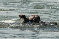 Meisterfischer  Natürlich gibt es auch noch einen Restaurantbetrieb am offiziellen Popa Falls Aussichtspunkt und in der Hoffnung, wir würden hier noch etwas Geld lassen, werden wir vom Guide dort hingeführt.  Uns interessiert aber weniger das Angebot an Cocktails, sondern vielmehr der auf einem Stein im Strom ausruhende Fischotter, der zwischenzeitlich kurz im Wasser verschwindet und meist mit einem Fisch im Maul wieder auftaucht.    Spotted-necked Otter  (Hydrictis maculicollis, Syn.: Lutra maculicollis)  Fleckenhalsotter