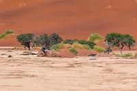 Mini Oase  Es scheint noch Restfeuchtigkeit vergangener Niederschlagszeiten  selbst in dieser staubtrockenen Pfanne vorhanden zu sein, denn in einer entfernten Ecke am Rand der ansteigenden Düne wachsen noch Akazien. Irgendwovon müssen die hier lebenden Kleinvögel – neben Lerchen auch Ammern und Grasmücken – schließlich leben.