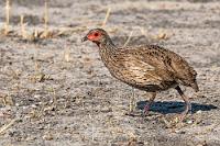 Minifasan  Wie könnte es auch anders sein, wird dieser hübsche Vogel gerne gejagt und als Delikatesse geschätzt. Seinen Namen erhielt er zu Ehren des englischen Naturforschers William John Swainson.  Als Frankoline werden diese kleinen Fasanverwandten bezeichnet, von denen allein in Afrika 36 verschiedene Arten zu Hause sind.    Swainson's Spurfowl  (Pternistis swainsonii)  Swainsonfrankolin