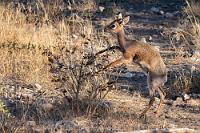 Man möchte eines mit nach Hause nehmen...  Ursprünglich den Kirk Dik-diks zugeordnet, gilt seit neueren genealogischen Untersuchungen das Damara-Dikdik als eigenständige Unterart. Trotz einer Schulterhöhe von nur ca. 40 cm soll das Damara-Dikdik sogar noch etwas größer als das Kirk's sein.  Diese Gazellen leben meist paarweise und ernähren sich von weicher Pflanzenkost, Gräsern sowie Früchten. Nach einer Tragzeit von ~170 Tagen kommt im Februar, März dann ein einzelnes Jungtier zur Welt, welches ausschließlich von der Mutter aufgezogen wird.  Ein Weibchen sahen wir zwar auch, dies traute sich aber nicht aus den Gräsern heraus, so dass es leider kein Foto eines hörnerlosen Dikdiks gibt.    Damara Dik-dik  (Madoqua damarensis)  male Damara-Dikdik