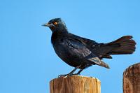 Mit orangerotem Blick  Schlau geworden, reservieren wir bei der Bezahlung des Abendessens nun unsererseits für das morgige Frühstück und Dinner Plätze im Inneren. Das klappt dann auch und die nächsten zwei Tage schmausen wir im Warmen.  Am nächsten Morgen stürmt es immer noch – eine Ballonfahrt ist in der Tat unmöglich. Eigentlich wollten wir heute die Dünen besuchen, verschieben dieses Vorhaben aber auch wegen des herumfliegenden Sandes auf  den nächsten Tag.  Hier verbirgt der Bergstar seine hübschen, farbigen Handschwingen. Dafür kommt im Sonnenlicht der bläuliche Glanz des Gefieders gut zur Geltung.   Pale-winged Starling  (Onychognathus nabouroup)  Fahlflügelstar, Bergstar