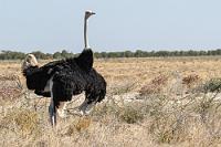 "Na, beeindruckt...?"  Endlich sehen wir auch zwei Steppenelefanten durch den dichten Strauchbewuchs näher kommen. Da sie aber verdeckt bleiben, widmen wir uns lieber dem balzenden Straußenpaar, welches so vertieft ins Gegenüber ist, dass die sonst obligatorische Flucht vergessen scheint.    Common Ostrich  (Struthio camelus)  male, nonbreeding Strauß