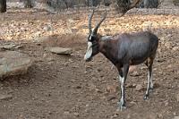 Naseweis(s)  Normalerweise verläßt man ein gebuchtes Zimmer um spätestens 10 Uhr. Das ist im Interesse der Nachbelegung natürlich auch hier so. Dem deutschen Besitzer der Lodge ist allerdings bewußt, dass sein Etablissement in der Regel die letzte Station vor dem immer abends stattfindenden Rückflug ist.  So bleibt es nicht aus, dass auch uns versichert wird, wir könnten selbstverständlich bis zum Nachmittag auf dem Gelände bleiben, inklusive Mittagslunch, wenn wir wollten.  Also wieder mit Kamera und E-Book an den Wasserpool, wo mit dem Blessbock tatsächlich eine uns noch unbekannte Antilope auftaucht.   Blesbok  (Damaliscus pygargus phillipsi, Syn.: Damaliscus dorcas phillipsi)  Blessbock
