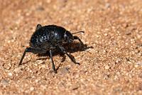Nebeltrinker  Wir beziehen den äußersten Bungalow der im Halbkreis angeordneten Hütten. Wieder ist es sehr gemütlich und nach dem Einziehen setzen wir uns erst einmal auf die großzügige Veranda, hören uns die auf dem Tablet aufgezeichnete Sonntagsrunde des Kontrafunks vom Vortag an, lesen ein bißchen im Reiseführer und widmen uns der Betrachtung kleinen und größeren Lebens, welches sich in der Steppe rund um unsere Hütte regt.   Desert Toktokkie  (Adesmia cribripes, Syn.: Physosterna cribripes)  Nebeltrinker-Käfer, Schwarzkäfer