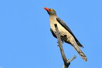 Nicht nur ein Segen  Diese, aus Südostasien stammende, den Staren nahestehende Vogelart, kommt vornehmlich in den südöstlichen Teilen Afrikas vor und hat in dem subtropischen Grün des Caprivizipfels ihr westlichstes Verbreitungsgebiet.  Ging man lange Zeit von einer rein symbiotischen Beziehung zu den vom Madenhacker besuchten Wirtstieren aus, denen er hauptsächlich Parasiten aus dem Fell pickte, zeigen neuere Forschungen, dass er sich auch an den Rändern kleiner Wunden bedient, diese bewußt offen hält und damit Infektionsgefahren für die Wirtstiere erhöht.   Red-billed Oxpecker  (Buphagus erythrorynchus)  Rotschnabel-Madenhacker