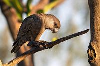 Nix mit "blau"  Der Nachmittag ist dem Müßiggang und dem Fotografieren gewidmet. Die Gastgeber haben dem Vogelreichtum Rechnung getragen und einige Futterstellen eingerichtet, sowie einen stetig tropfenden Wasserspender in einem der Zierbäume installiert.    Ein unscheinbarer Papagei kommt kurz zum Trinken vorbei und es reicht gerade für ein, zwei Schnappschüsse. Zu Hause suche ich zur Identifikation den gelben Schulterfleck und die namensgebende blaue Steißbefiederung und kann beides nicht entdecken. Immerhin gibt es einen schmalen gelben Streifen an der Flügelkante (der 'Fleck' ist wohl unter ein paar Deckfedern verborgen) und die blaue Farbe soll sich bei männlichen Altvögeln in ein Graubraun umfärben, lerne ich. Aha! Ist also ein Männchen! Im südlichen Angola und im nördlichen Namibia ist dieser Papagei endemisch und wird auf der Roten Liste Namibias als "beinahe bedroht" eingestuft.   Rüppell's Parrot  (Poicephalus rueppellii)  male Rüppellpapagei od. (Rüppells) Blausteißpapagei