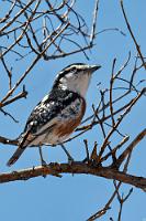 Noch 'n Dickkopf  Weil der durchaus sympathische Esel aber so gar nicht von mir lassen kann, nehme ich lieber noch ein paar Gartenvögel auf, bevor er die Kamera komplett vernascht hat.    Brubru  (Nilaus afer)  Brubruwürger