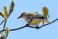 Noch 'n Grasmück  Zuvor noch ein Tankstop! Wir sind vor einem lückenhaften Tankstellennetz gewarnt worden, auch davor, dass es an manchen Tankstellen keinen Diesel gibt. Spätestens, wenn die Tankanzeige "halb" zeigt, wird die nächste Gelegenheit genutzt.  Letztendlich stellt sich aber heraus, dass es selbst im siedlungsschwachen Süden eigentlich immer irgendwo eine Tankstelle gibt. Situationen, wie wir sie im Norden von Chile erlebten, kommen wir hier nicht einmal nahe. Aber es schadet ja nicht, auch einen halbvollen Tank rechtzeitig auffüllen zu lassen, zumal jedes Mal sämtliche Scheiben eine gründliche Reinigung erfahren!   Yellow-bellied Eremomela  (Eremomela icteropygialis)  Gelbbaucheremomela