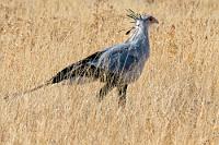 Nur die Halme waren höher...  Schon in den letzten beiden Tagen hatten wir eine erstaunliche Besucherarmut festgestellt. An den Wasserstellen standen nur wenige Fahrzeuge und auf der C38 begegnete uns oft kilometerlang keine Menschenseele. Macht ja nix, man muß sich ja nicht drängeln...  Trotzdem waren wir erstaunt, dass wir nur ca. 50 m neben der Straße einen Sekretär gravitätisch durch die Savanne schreiten sahen. Auf unser Anhalten reagierte der Vogel dann aber mit einer mißtrauischen Absetzbewegung, was uns zudem die Sicht aufgrund der tiefen Sitzposition zusätzlich erschwerte.   Secretarybird  (Sagittarius serpentarius)  Sekretär