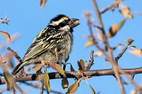 Nussknacker  Wow, wir sind restlos begeistert und haben nun auch keinen Grund mehr, den Abschied vom Etosha Park weiter hinauszuschieben (bis auf die noch fehlenden ca. 320 Vogelarten natürlich...).  Gleich nach dem "van Lindequist Gate" biegen wir zu unserem Bush Camp ab, checken ein, während ein Mitarbeiter die Koffer per Handwagen zum Zeltbungalow rollt und nach Einzug ist es auch schon bald Zeit für das Abendessen.  Es sind viele Gäste hier im großen Restaurant, womit sich das mehrgängige Essen wegen der etwas schleppenden Bedienung gut 2 Std. hinzieht. Dafür sind nach der Rückkehr zu unserem Bungalow die Zeltbahnen heruntergelassen und in beiden Betten steckt eine Wärmflasche, die man bei den nächtlichen Temperaturen gut gebrauchen kann.    (Acacia) Pied Barbet  (Tricholaema leucomelas)  Rotstirnbartvogel