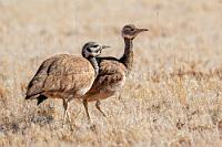 Paarweise  Hier im westlichen Teil des Landes kommt die nur 60 cm kleine Trappe als eine von 13 endemischen Vogelarten in der Savannenlandschaft Namibias vor. Die nach dem deutschen Naturforscher Wilhelm Rüppell benannten Trappen sind sehr scheu, treten meist paarweise auf und verständigen sich mit einem froschähnlich klingenden Duett.    Rüppell's Bustard  (Eupodotis rueppelii)  male, female Rüppelltrappe