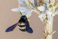 Pummel Hummel  Vom Tor aus sind es noch 6 km durch eine von Bergketten eingerahmte Savanne, bis wir schließlich die in afrikanischem Stil an einen Hang gebauten Bungalows der "Rostock Ritz Desert Lodge" erreichen.    Carpenter Bee  (Xylocopa caffra)  female (white banded morph) Holzbiene