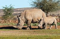 Rasenmäher XXL  Mittlerweile hatten sich neben der Rhino Kleinfamilie weitere drei Nashörner auf der Wiese eingefunden. Alle sechs Tiere bewegten sich völlig entspannt nicht nur auf dem Rasen, sondern trotteten auch bis an den Plattenweg, nur noch 1-2 m von den staunenden Zuschauern entfernt. Hatte man aus Tierdokumentationen meist das Bild eher aggressiver Dickhäuter verinnerlicht, machte man hier Bekanntschaft mit nur leise schnaubenden Tieren. Am späteren Abend verblüfften sie sogar noch die speisenden Gäste im Restaurant, als sie vor hell erleuchteten Fenstern in der Gartenanlage herumspazierten. Ein sehr denkwürdiges Erlebnis gleich am Anfang unserer Reise, die im weiteren Verlauf nicht weniger spannend blieb.     White Rhinoceros or Square-lipped Rhinoceros  (Ceratotherium simum simum)  (Südliches) Breitmaulnashorn, Breitlippennashorn