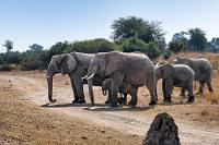 Rechts hat Vorfahrt  Auch, wenn in Namibia Linksverkehr herrscht, gilt bei der Vorfahrt wie bei uns: Rechts vor Links!  Das ist aber nicht der einzige Grund, hier nicht auf der Vorfahrt zu bestehen. Wenn beim Auftauchen einer Herde dieser Dickhäuter das Leittier mit wedelnden Ohren am Rande der Piste wartet, bis auch der Rest der Familie, inklusive des beschützten Nachwuchses, aufgeschlossen hat, tut man gut daran zu warten, bis auch der Letzte über die Straße getrottet ist. Ansonsten kann man schnell gezwungen sein, den umgekippten Jeep durch das Seitenfenster verlassen zu müssen.    African Bush Elephant   (Loxodonta africana)  Afrikanischer (Steppen)Elefant