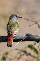 Rotschwanz  Durch den nebenstehenden, kargen Baumbewuchs schwirrt ein buntes Vöglein, bei dem es sich um eine im südlichen Afrika heimische Prachtfinkenart handelt. Angepaßt an die trockene Savannenlandschaft, ernährt sich diese Art von Sämereien, verschmäht aber auch Termiten nicht. Das noch etwas buntere Männchen haben wir erst am Ende unserer Reise kennengelernt.    Green-winged Pytilia  (Pytilia melba)  female Buntastrild