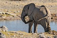 Schlammpackung  Auch die Ostseite des Parks verfügt über eine ehemalige Festung, das Namutoni Fort. Erbaut 1897 von den deutschen Kolonialtruppen, diente es als nördliche Grenzbefestigung des deutschen Einflussgebietes. Nach den Herero-Aufständen ab 1904 wurden später, während des ersten Weltkriegs, britische Kriegsgefangene hier untergebracht, bis es 1915 den südafrikanischen Truppen übergeben werden mußte.  Heute ist das Fort ein Nationaldenkmal und als ein weiteres Besucherzentrum des Parks beherbergt es Unterkünfte für Touristen, Verwaltungseinrichtungen sowie ein Museum für die Kolonialgeschichte.   African Bush Elephant   (Loxodonta africana)  Afrikanischer (Steppen)Elefant