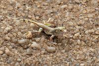 Schnauzenschaufler  Wie Ernst die farblich angepaßte  Wüsteneidechse ausfindig macht, wird sein Geheimnis bleiben. Auch diese Echse lebt ausschließlich hier in der Namib, ist tagaktiv und fällt durch ein tänzelndes Laufen auf, mit dem der Kontakt zu aufgeheiztem Sand minimiert wird. Heute morgen ist es aber noch kühl und die Eidechse läßt sich träge auf die Hand nehmen und herumzeigen.  Die Handwärme scheint aber belebend gewesen zu sein. Denn kaum wieder abgesetzt wetzt das Tierchen los und hat sich in null Komma nichts im Sand eingegraben.   Shovel-snouted Lizard, Namib Sand-diver  (Meroles anchietae)  Schaufelschnauzen Eidechse