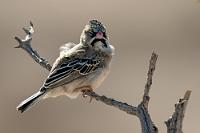 Schnurrbärtchen  Unser Wüstencamp bietet nur Unterkunft, aber keine Verpflegung. Rund um den Eingang zum Sossusvlei Nationalpark sind sämtliche Hotels, Lodges und Camps aber in der Hand eines Dachunternehmens. Wir sind deshalb legitimiert, uns zum Frühstück und zum Dinner bei der nicht weit entfernten Sossusvlei Lodge einzufinden.   Häufig in größeren Gruppen, besiedelt dieser finkenähnliche Weber trockenes Busch- und Grasland, gerne auch in der Nähe menschlicher Behausungen. Bis zu 12 Vögel teilen sich ein aus Halmen grob in Ästen gebautes Nest zum Brüten und Schlafen. In der Trockenzeit kommen die Vögel fast vollständig mit dem Wasser aus, welches sie aus pflanzlichen Sämereien extrahieren. Die Fortpflanzung erfolgt ganzjährig, brüten tut ausschließlich das Weibchen, die Jungen werden aber von beiden Geschlechtern mit Insekten gefüttert.   Scaly Weaver or Scaly-featherd Finch  (Sporopipes squamifrons)  Schnurrbärtchen od. Bartweber