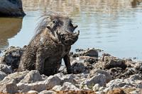 Schweinchen in der Suhle...  Westlich der Salzpfanne gibt es eine erst 2011 freigegebene, 190 km lange Straße zum Galton Gate, in deren Verlauf es unzählige, künstlich angelegte Wasserstellen gibt, die reichlich frequentiert sein sollen.  Wir verlassen Okaukuejo also Richtung Westen, sind aber bereits auf den ersten zwanzig Kilometern von dem achsenbrechenden Zustand der Piste so genervt, dass wir uns zur Umkehr entschließen und uns stattdessen wieder den Wildsammelplätzen südlich der C38 widmen. Einmal Panne reicht!  Nicht nur, dass wir heute unser erstes Warzenschwein sehen, es erfreut uns auch mit der gekonnten Herstellung einer Schlammsuhle, die es schließlich ausgiebig nutzt.    Southern Warthog  (Phacochoerus africanus ssp. sundevallii)  male Warzenschwein