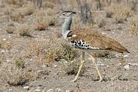 Schwergewicht  An der Rezeption gibt es den obligatorischen Begrüßungstrank sowie ein paar feuchte Frischetücher. Unser Bungalow liegt zweihundert ruhige Meter vom zentralen Restaurantbereich entfernt, verfügt über eine luxuriöse Badlandschaft und einen beleuchteten Carport. Was will man mehr?  Die männliche Riesentrappe erreicht eine Körpergröße von 1,3 m und kann bis zu 19 kg schwer werden. Damit ist sie der größte flugfähige Vogel Afrikas!    Kori Bustard  (Ardeotis kori)  Riesentrappe