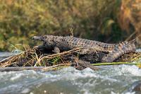Solargeheizt  Ebenso wäre das regungslos auf einem Inselchen mitten im Strom dösende Nilkrokodil wohl unserer Aufmerksamkeit entgangen. Wenn auch weit entfernt, hat es immerhin noch zu einer bildfüllenden Präsentation gereicht – spätere Krokodil-'Beifänge' auf unseren Flußbildern lassen sich nur noch mit der Lupe entdecken.  Das bis zu vier Meter lange Krokodil bewohnt den Oberlauf des Nils, sowie die Wasserläufe fast ganz Afrikas südlich der Sahara bis auf den äußersten Südwesten.   Nile Crocodile  (Crocodylus niloticus africanus)  Nilkrokodil