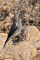 ...sondern auch mal grau!  Dieser endemische Steinschmätzer ist ein häufiger Vogel in südafrikanischen Gefilden. Während das Weibchen meist eine gräulich-braune Färbung aufweist, tritt das Männchen in verschiedenen Farbmorphen auf, die vom schwarzweiß dominierten Typus des im vorvorigen Bild gezeigten Vogels bis zu diesem grau gefärbten Exemplar reicht. Gemeinsam ist allen Varianten der weiße Bürzel und weiße Unterschwanzfedern.    Mountain Wheatear  (Myrmecocichla monticola)  male grey var. Bergschmätzer