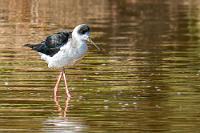 Speerfischer  Ebenfalls weltweit in Küsten- und Brackwasserlagunen verbreitet ist der auch in Westeuropa brütende Stelzenläufer. Als Langstreckenzieher überwintert er in Afrika, ist aber hier auch Standvogel.  Auch wir sind ihm immer wieder in unseren Urlaubsländern begegnet: Portugal, Costa Rica, Südamerika und Curaçao.    Black-winged Stilt  (Himantopus himantopus)  Stelzenläufer