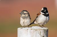 Sperlingsliebe  Auf dem halbkreisförmig entlang der Bungalows angelegten Weg rund um die Rasenfläche  versammelten sich in kurzer Zeit sämtliche anderen Gäste der Lodge. Davon völlig unbeeindruckt ließen sich die Tiere im Verzehr des in großen Trögen bereitgestellten Körnerfutters und beim Trinken am Wasserloch nicht im Geringsten stören.    Cape Sparrow  (Passer melanurus ssp. damarensis)  female, male Kapsperling