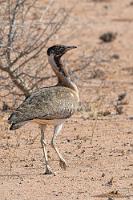 Stark gefährdet  Unter Würdigung ihres rapide sinkenden Bestandes soll die mittelgroße, an ihrem orangenen Hinterhals und Nacken erkennbare Trappe, hier ein zweites Mal erscheinen. Die IUCN stuft sie als 'stark gefährdet' ein!    Ludwig's Bustard  (Neotis ludwigii)  Ludwigstrappe