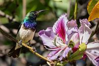 Statt Kolibri  Nicht nur in Hinblick auf die meist leuchtend bunte Färbung sind die Nektarvögel den amerikanischen Kolibris ähnlich, sie besetzen auch die gleiche ökologische Nische. Im Gegensatz zu Kolibris sind sie aber zu nur sehr kurzem Schwirrflug imstande und saugen ihren Nektar meist im Sitzen.  Man findet die Nektarvögel in Südasien bis hin nach Australien, die Hälfte aller Arten lebt aber im südöstlichen Afrika – zwei bis drei davon auch hier im Garten.   White-breasted Sunbird or White-bellied Sunbird  (Cinnyris talatala)  male Weißbauch-Nektarvogel