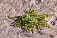 Sternfutter  Nachdem wir noch ein bißchen durch das trockene Flußbett gestreift sind, einige salztolerante, an den kargen Lebensraum angepaßte Jochblattgewächse fotografiert haben, die den Wildtieren als Nahrung dienen, machen wir uns wieder auf den Weg.    Augea capensis