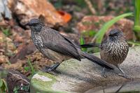 Strichel-Partnerlook  Nach dem Einchecken in unser Gästezimmer "Gecko" werden wir von John übers Gelände geführt und herzlich eingeladen, uns bei dem ab 15 Uhr in der Cafeteria bereitstehenden Kaffee und Kuchen zu bedienen.  Wir befinden uns auf einer Farm, unsere Gastgeber sind mit Farmarbeiten beschäftigt und wir erkunden mit den Kameras erst einmal das Gelände neben den Stallungen und an der Futterstelle, wo Horden von Hornvögeln sich den Bauch vollschlagen.  Der Name "Dornhügel" macht dem Gästehaus alle Ehre, denn als wir zurück zum Zimmer kommen, verbringen wir die nächste halbe Stunde erst einmal damit, die überall auf dem Gelände herumliegenden, hartgetrockneten Pflanzendornen mit einer Pinzette wieder aus unseren Schuhsohlen herauszuzwacken.   Arrow-marked Babbler  (Turdoides jardineii)  Weißstrichel-Drosselhäherling