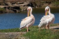 Synchronputzer  Neben den auch hier sehr zahlreichen Flamingos fallen zwei große Pelikane auf, die am Ufer der Brackwasserlagune mit Synchronputzen beschäftigt sind. Rosapelikane ziehen im Norden bis nach Südosteuropa, sind über Kleinasien verbreitet, haben aber ihr größtes Brut- und Standvorkommen in Subsahara-Afrika.  Der tägliche Nahrungsbedarf liegt bei ca. 1 kg Frischfisch und wird mit 300-500 gr schweren Beutetieren gestillt, die es offensichtlich in diesen Tümpeln in ausreichender Menge gibt.    Great White Pelican  (Pelecanus onocrotalus)  Rosapelikan