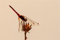 Transparent  Es gab also eine gewisse Ambivalenz gegenüber einem Afrikaabenteuer bei mir. Aber: Absolut zu Unrecht!  Ich nehme alles zurück und behaupte das Gegenteil! Namibia ist ein tolles Land mit tollen Menschen! Überall haben wir nur Freundlichkeit und Aufgeschlossenheit erfahren. Wir haben uns nie unwohl gefühlt und hatten auch zu keinem Zeitpunkt Angst vor Übergriffen und Kriminalität. Vielleicht liegt es an der geringen Bevölkerungsdichte, dass dieses Land zivilisierter als andere ist. Woran auch immer es liegt: Wir haben uns wirklich rundum wohl und sicher gefühlt – ich würde sogar noch mal wiederkommen ;-).  Und was die Landschaft betrifft: Alles Quatsch mit öder Wüste. Sie ist unendlich abwechslungsreich und die große wie kleine Tierwelt ist es nicht minder!   Red-veined Dropwing  (Trithemis arteriosa)  male Rotader-Sonnenzeiger