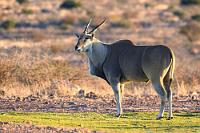 Treffpunkt der Arten  Nach und nach füllte sich die Rasenfläche um das Wasserloch mit Leben. Nicht nur diverse Vögel, wie Spatzen, Tauben und Perlhühner pickten nach überall herumliegendem Futter, auch größeres Wild näherte sich zielstrebig aus dem kargen Umland der Wasserstelle. Neben den Nashörnern, dieser Elenantilope und Wasserböcken auch eine größere Herde von sonst sehr scheuen Springböcken, die aber eine Annäherung auf bis zu 10 m erstaunlicherweise zuließen.    Common Eland  (Tragelaphus oryx ssp. oryx)  male Elenantilope, Eland