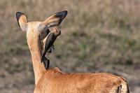 Vertrauenssache  Zeitweise vier Madenhacker gleichzeitig haben sich über dieses Impalaweibchen hergemacht. Vom Rücken über den Hals bis auf den Kopf und wieder zurück springen die Vögel auf ihr herum, mitunter begleitet von einem unwilligen Schütteln, wenn das Gewusel selbst ihr zu viel wird. Da sie aber stehen bleibt, scheint ihr der Parasitenservice nicht per se unangenehm, sogar als sich ein Vogel hartnäckig in den Ohren zu schaffen macht, hält sie still. Weil Madenhacker es neben allen möglichen Quälgeistern sogar auf Ohrenschmalz abgesehen haben sollen, ist dies vielleicht eine besondere Form der Gehörgangsreinigung?!    Common Impala or Rooibok  (Aepyceros melampus)  female Schwarzfersenantilope od. Schwarzfersenimpala Red-billed Oxpecker  (Buphagus erythrorynchus)  Rotschnabel-Madenhacker