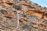 Vom Nest erstickt  Auch hier klammern sich einzelne Köcherbäume an die zerklüfteten Felswände. Als optimaler Standort und Bauplatz wurden ein paar der Pflanzen schon frühzeitig von  Siedelweberscharen okkupiert, deren ausladende Nester die 'dichotomische Verzweigung' der Kronen offensichtlich stark beeinträchtigen.