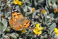Wanderfalter  Zwischen der Strand Street und der Strandpromenade spannt sich ein mit Hecken und Rasen bepflanzter Streifen. Hier leuchtet unübersehbar ein alter Bekannter auf den grünen Blättern: der Weltbürger Distelfalter, welcher zwar auf allen Kontinenten verbreitet ist, ausgerechnet in Afrika aber nur nördlich der Sahara vorkommen soll.    Painted Lady  (Vanessa cardui)  Distelfalter
