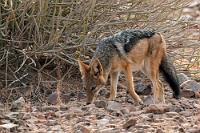 "War hier nicht eben noch 'ne Maus?"  Die Fahrt nach Norden führt uns wieder durch eine Steppe, die von Zebras, Giraffen, Oryxen und wild Luftsprünge vollführenden Springböcken bevölkert wird. Wir sehen auch viele Strauße nahe der Straße, die aber bei jedem Anhalten in panischer Flucht davonrennen. Der schlanke und attraktive Schabrackenschakal, den wir neben einem unbeschrankten Bahnübergang entdecken, läßt sich entspannt fotografieren.  Wir kommen an eine Abzweigung, die uns eine kürzere Strecke zu unserem Ziel, dem Städtchen Aus verspricht. Trotz F-Kategorie und Warnschild vor schlechten Straßenverhältnissen wollen wir den Weg probieren. Doch bereits nach wenigen hundert Metern sind wir eines Besseren belehrt und wir kehren reumütig auf die C12 zurück.    Black-backed Jackal or Silver-backed Jackal  (Lupulella mesomelas mesomelas)  Schabrackenschakal